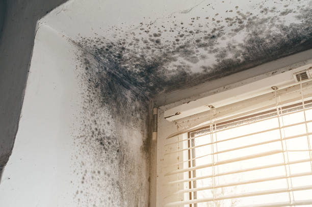 Trusted Crawl Space Mold Removal service in Greenville, GA - Cheap Mold Removal